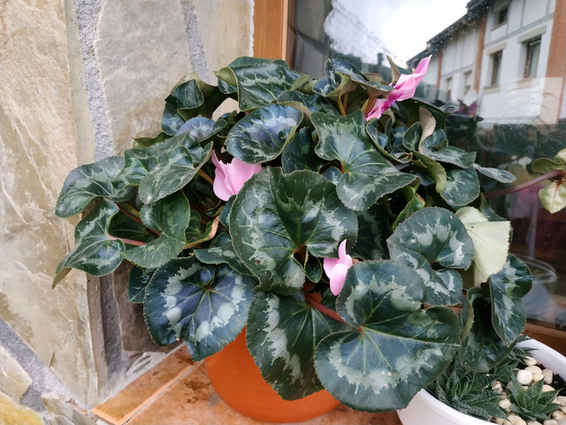 IMG-20181027-155338.jpg