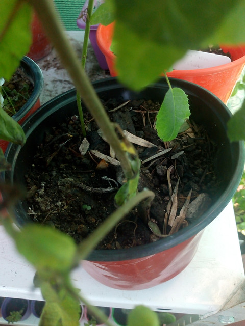 IMG-20190103-184303986.jpg