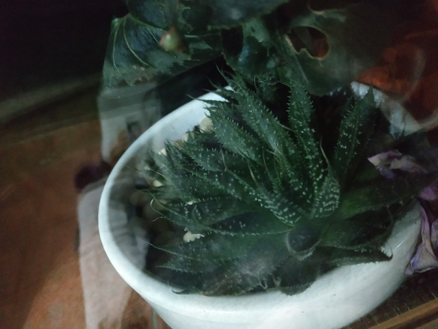 IMG-20190204-201122.jpg