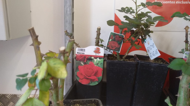 IMG-20190225-WA0001.jpg