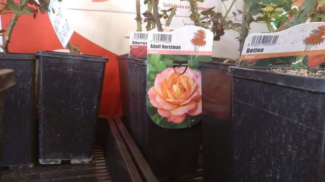 IMG-20190225-WA0003.jpg