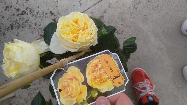 IMG-20190401-170403.jpg