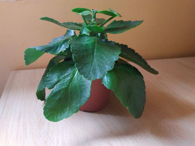 IMG-20190403-133900.jpg