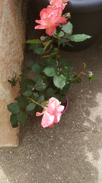 IMG-20190415-142406.jpg