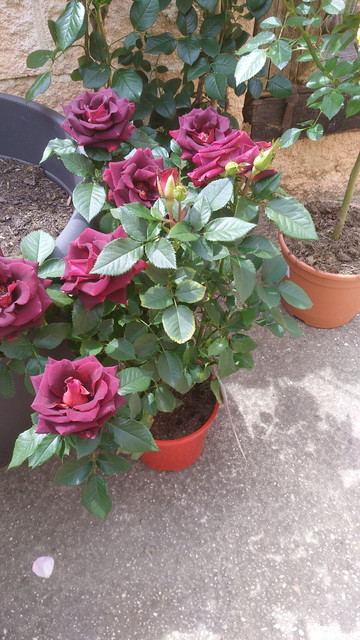 IMG-20190415-142416.jpg