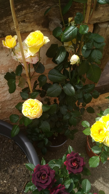 IMG-20190415-142428.jpg