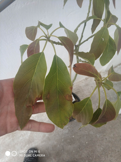 IMG-20190421-142352.jpg
