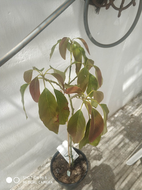 IMG-20190421-142428.jpg