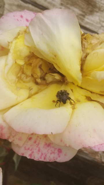 IMG-20190424-154649.jpg