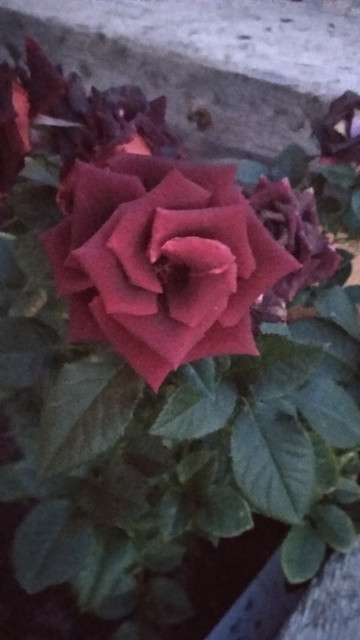 IMG-20190428-211748.jpg