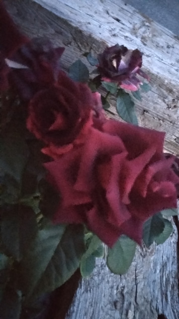 IMG-20190428-211809.jpg