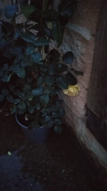 IMG-20190428-211832.jpg