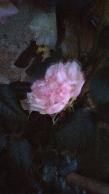 IMG-20190428-211842.jpg