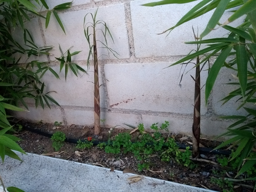 IMG-20190512-212017042.jpg