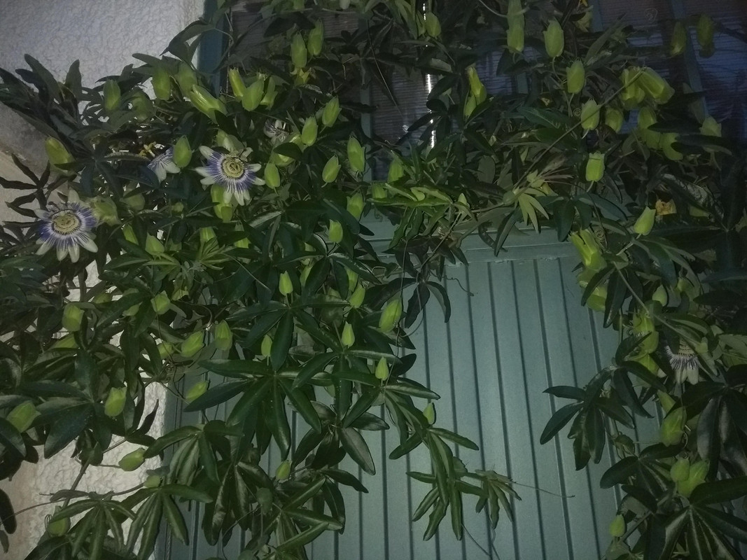 IMG-20190518-213954133.jpg