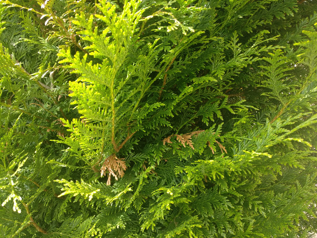 IMG-20190529-155528.jpg