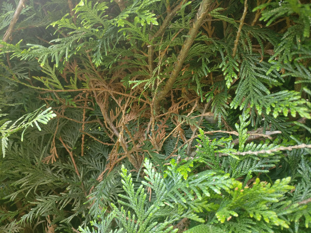 IMG-20190529-155547.jpg