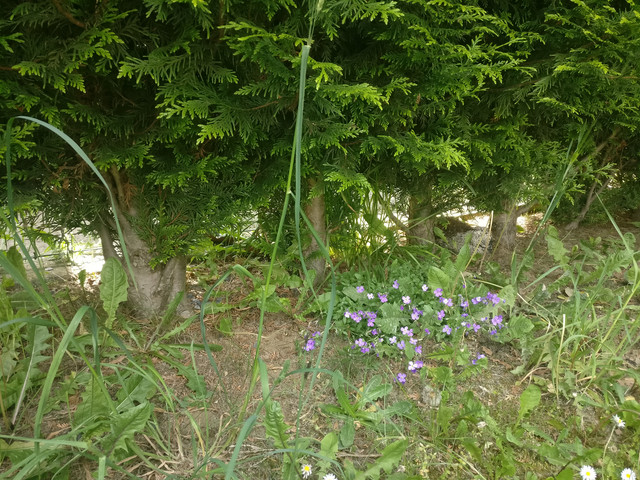 IMG-20190529-155703.jpg