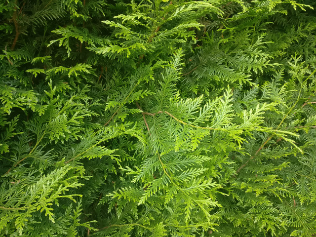 IMG-20190529-155709.jpg