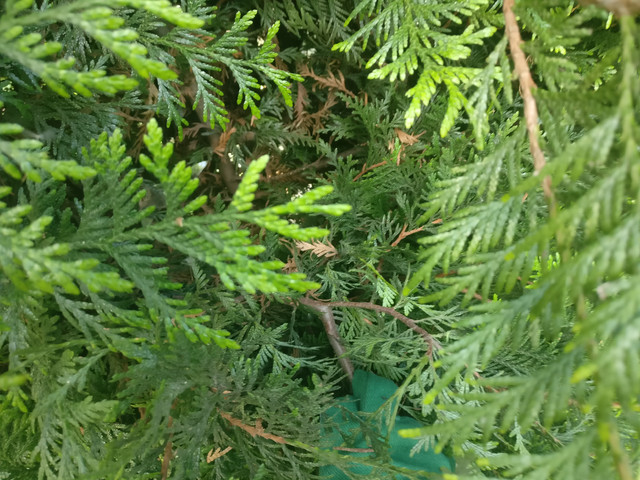 IMG-20190529-155717.jpg