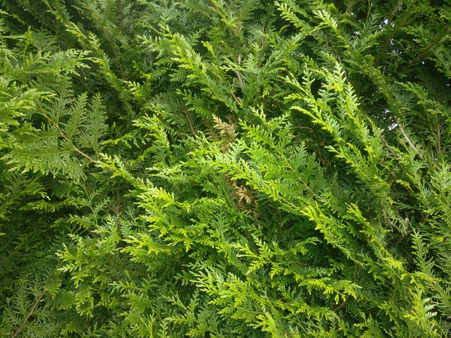 IMG-20190529-155751.jpg