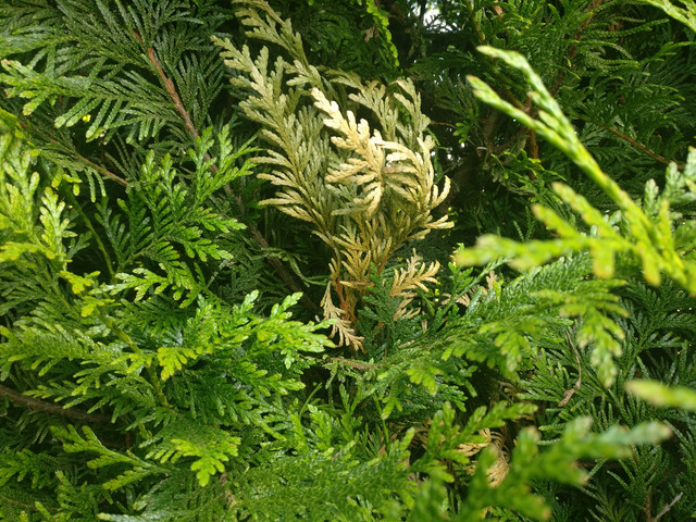 IMG-20190529-155815.jpg