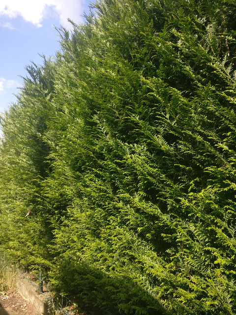IMG-20190529-155841.jpg