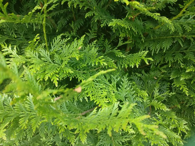 IMG-20190529-160327.jpg