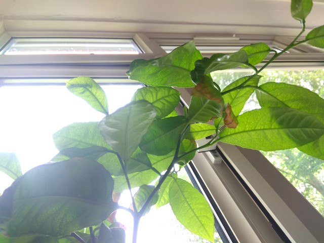 IMG-20190530-150936.jpg