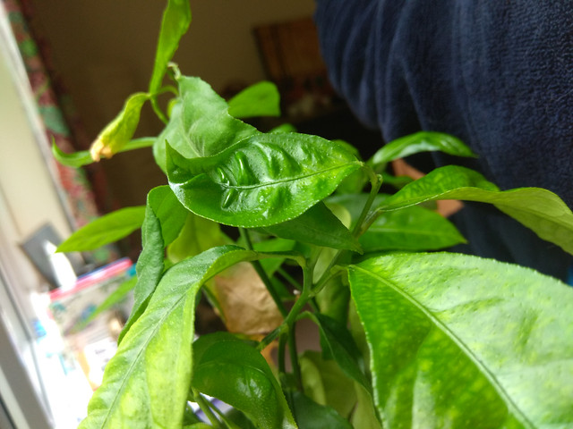 IMG-20190530-150957.jpg