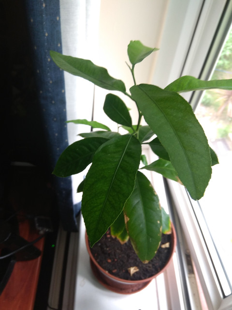 IMG-20190530-153547.jpg