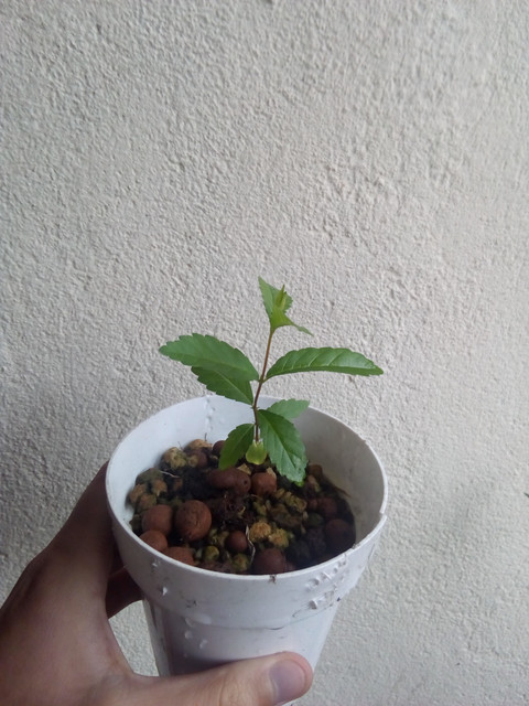 IMG-20190608-144132.jpg