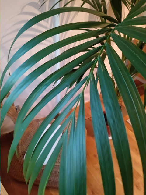 IMG-20190609-214217.jpg
