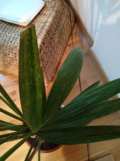 IMG-20190609-214227.jpg