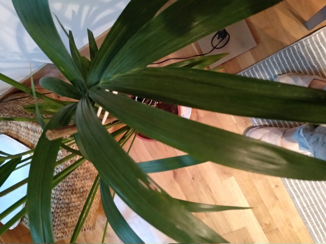 IMG-20190609-214233.jpg