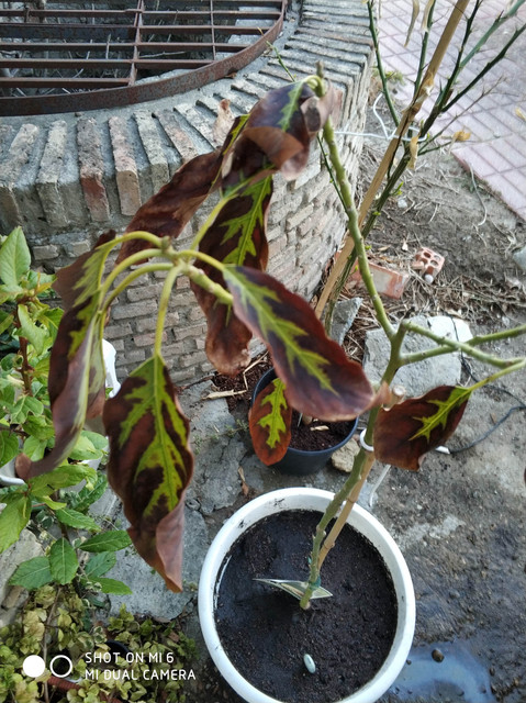 IMG-20190610-212714.jpg