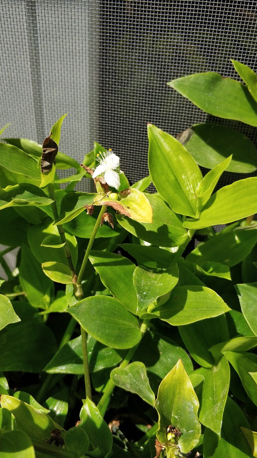 IMG-20190615-114112.jpg