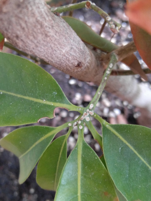 IMG-20190615-114433.png