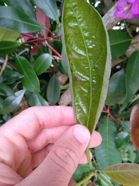 IMG-20190615-114713.png