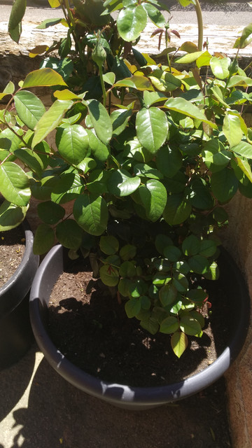 IMG-20190617-134531.jpg