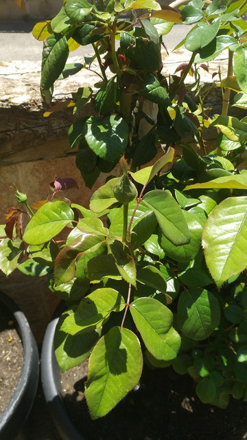 IMG-20190617-134535.jpg