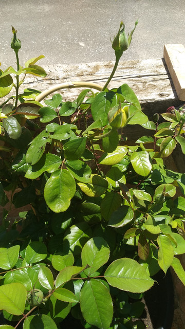 IMG-20190617-134539.jpg