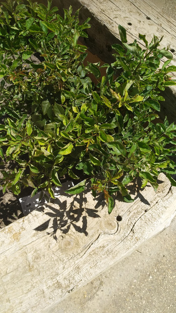IMG-20190617-134553.jpg