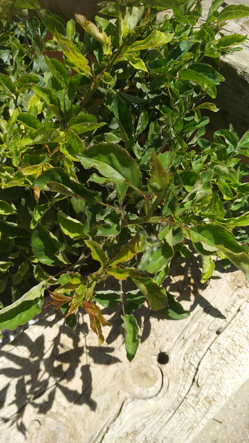 IMG-20190617-134556.jpg