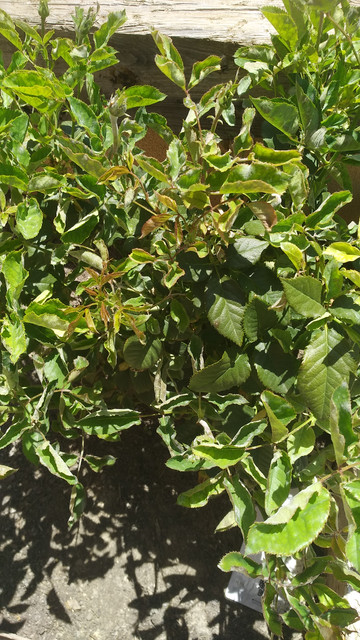 IMG-20190617-134602.jpg