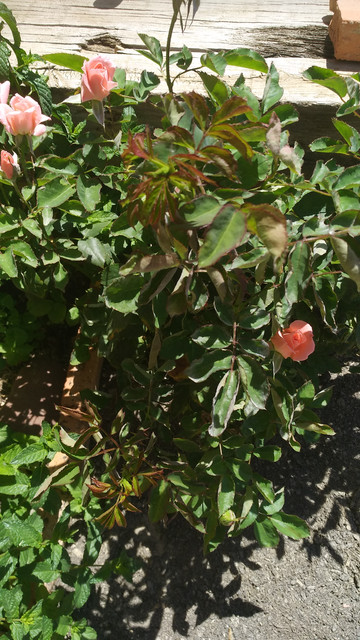 IMG-20190617-134616.jpg
