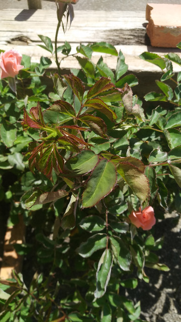 IMG-20190617-134620.jpg