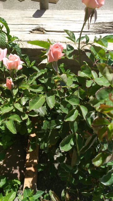 IMG-20190617-134624.jpg
