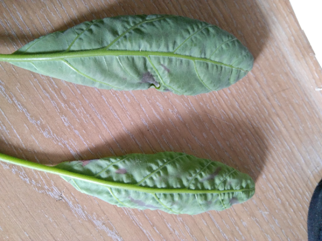 IMG-20190617-181614.png