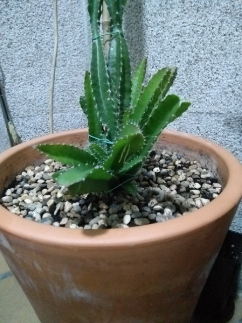 IMG-20190617-232305.png
